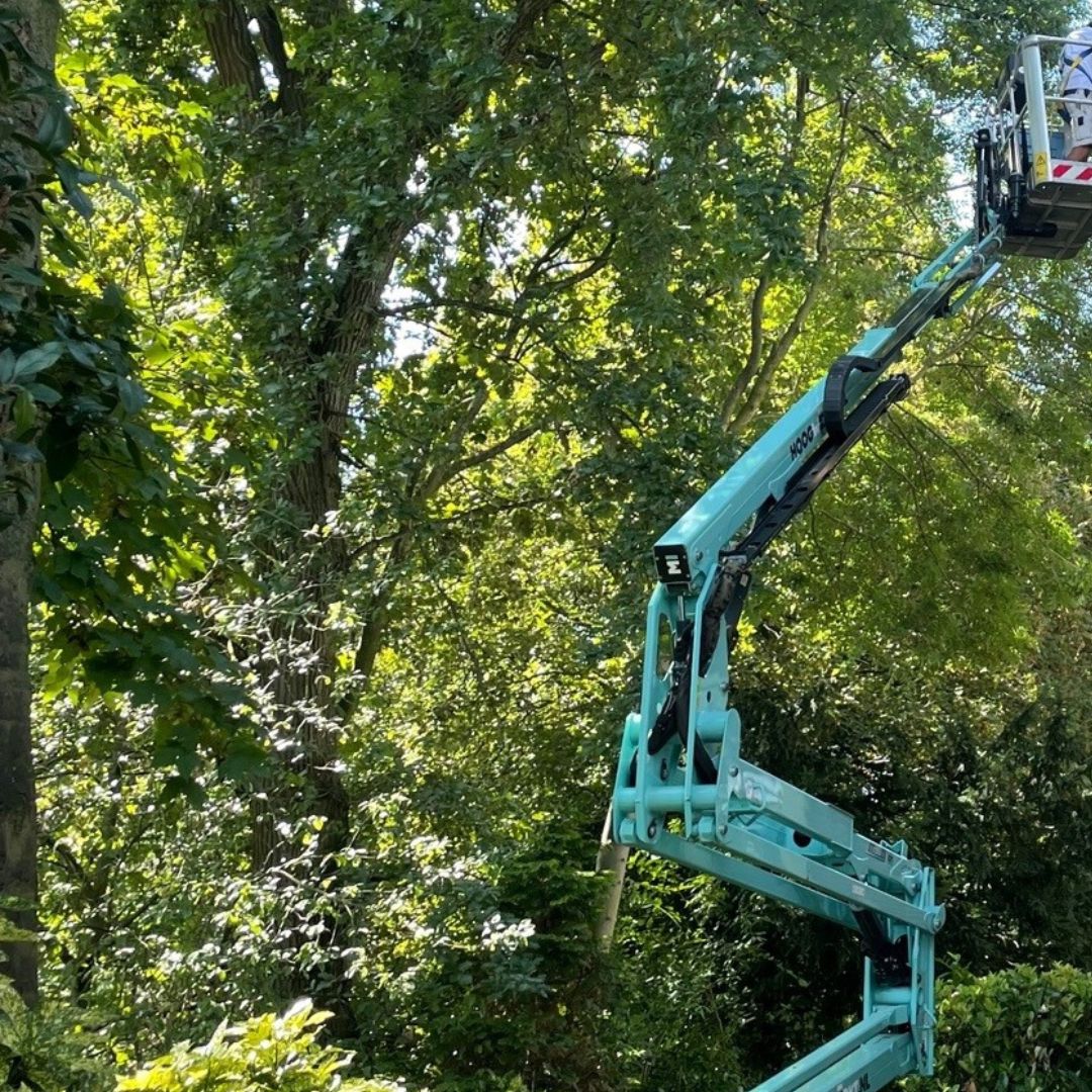 Hoogwerkt bomen